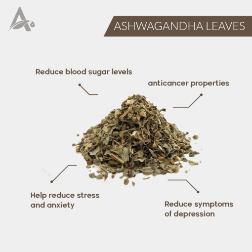 ASHWAGANDHA PATTE (DRIED) - ASGANDH LEAVES - WITHANIA SOMNIFERA LEAVES - Image 2