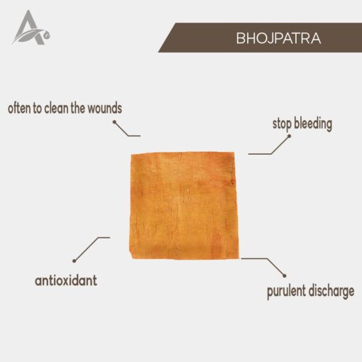 BHOJPATRA - BHOJPATTAR - BIRCH - BETULA UTILIS - Image 2