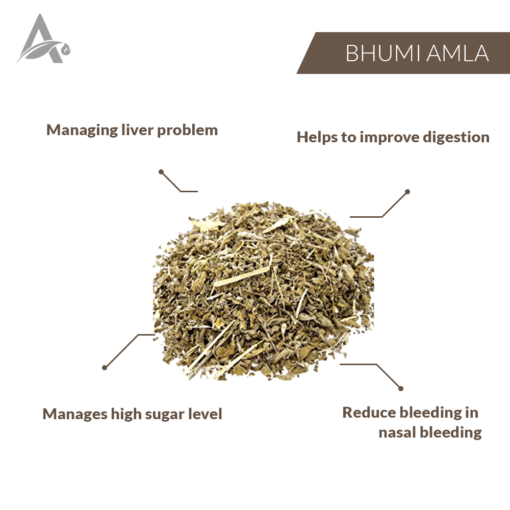 BHUMI AMLA (PANCHANG) - BHUMI AAMLA - BHOOMI AWLA - FILLANTO NIRUHI - PHYLLANTHUS NIRURI - Image 2