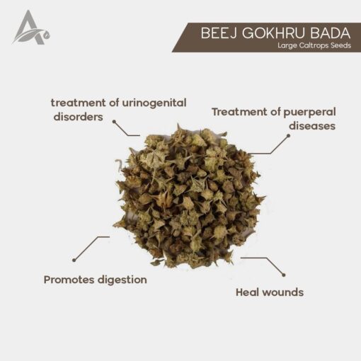 GOKHARU BADA - GOKHRU BIG - PEDALIUM MUREX – LARGE CALTROPS SEEDS - Image 2