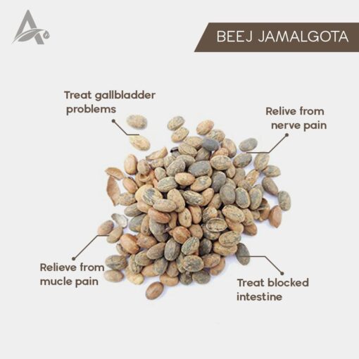 JAMALGOTA BEEJ - JAMALGHOTA SEEDS - PURGING CROTON - CROTON SEEDS - CROTON TIGLIUM SEEDS - Image 2