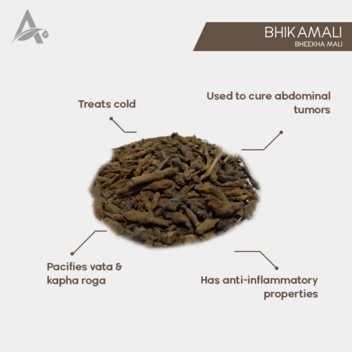 BHIKAMALI - BHEEKHA MALI - DIKAMALI - BRILLIANT GARDENIA - GARDENIA GUMMIFERA - Image 2