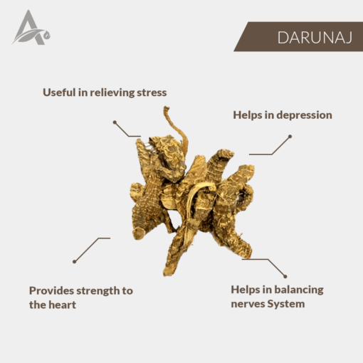 DARUNAJ - DORONICUM HOOKERI CLARKE - LEOPARD’S BANE - Image 2