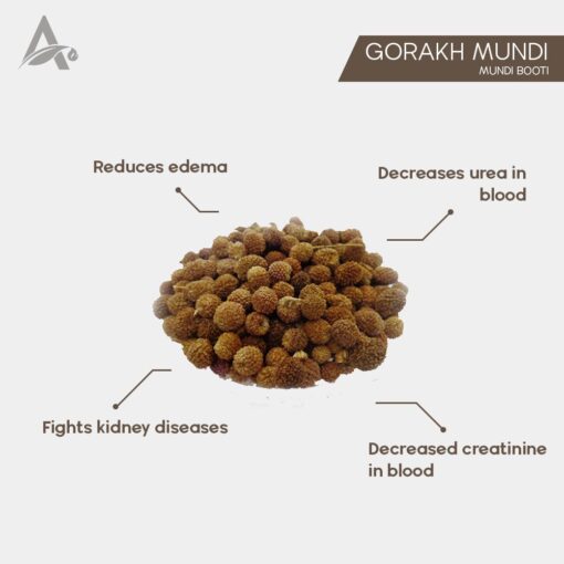 GORAKHMUNDI - MUNDI BOOTI - GORAKH MUNDI - EAST INDIAN GLOBE THISTLE - SPHAERANTHUS INDICUS - Image 2