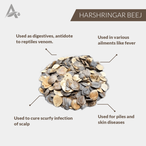 HARSHRINGAR BEEJ - PAARIJAAT BEEJ - PARIJAT SEEDS - NYCTANTHES ARBOR TRISTIS - Image 2