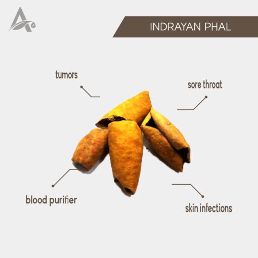 INDRAYAN PHAL - KORTUMBA - TUMBA - BITTER APPLE - CITRULLUS COLOCYNTHIS - Image 2