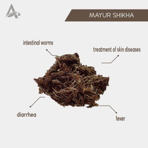 MAYUR SHIKHA - ADIANTUM INCISUM - DESI JADI BUTI - Image 2