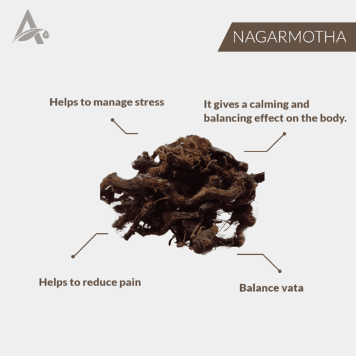 NAGARMOTHA - NAGAR MUTHA - NAGARMOTHA ROOTS - NAGARMOTHA JADD - NUTSEDGE GRASS - CYPERUS ROTUNDUS - Image 2