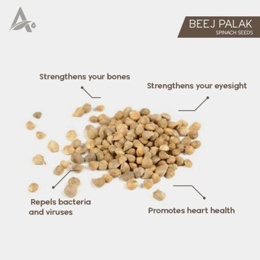 PALAK BEEJ - SPINACH SEEDS - SPINACIA OLERACEA - Image 2