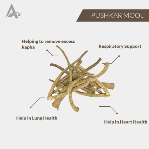 PUSHKAR MOOL - POKHAR MOOL - ORRIS ROOT - INULA RACEMOSA - Image 2