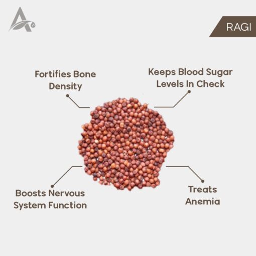 RAGI - FINGER MILLET - ELEUSINE CORACANA - Image 2