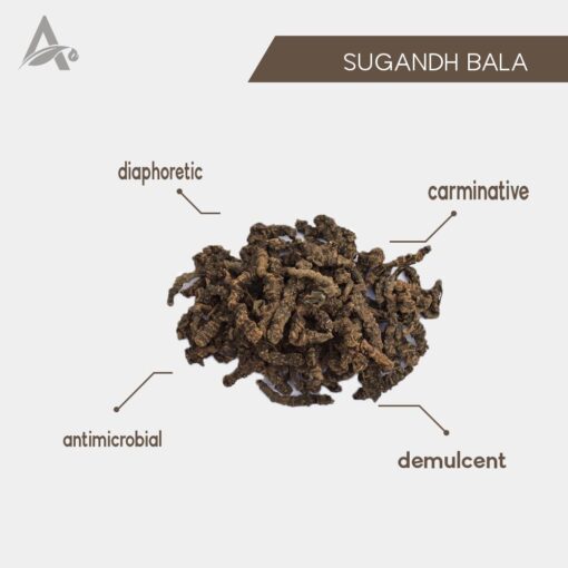 VALERIAN ROOTS - SUGANDH BALA - TAGAR - TAGARGANTH - MUSHKBALA - VALERIANA WALLICHII - Image 2