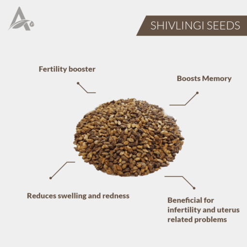SHIVLINGI BEEJ - SHIVLINGI SEEDS - BRYONOPSIS LACINIOSA - Image 2
